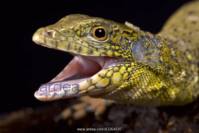 : Crocodile tegu (Crocodilurus amazonicus) : Crocodile tegu (Crocodilurus amazonicus)