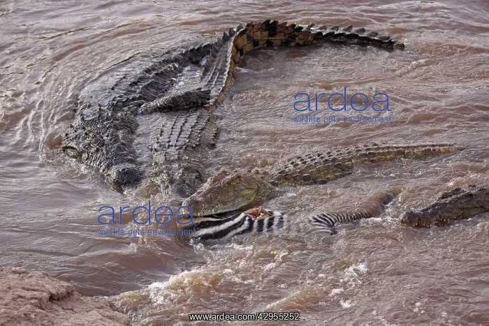 : Crocodiles - feeding on killed Zebra : Crocodiles - feeding on killed Zebra