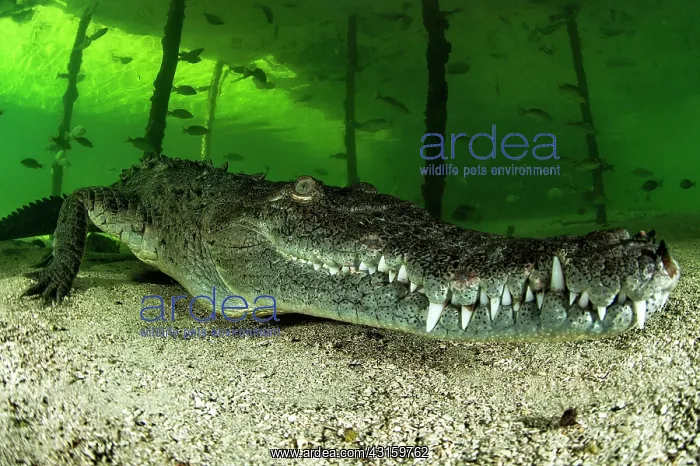 : Crocodylus acutus : Crocodylus acutus