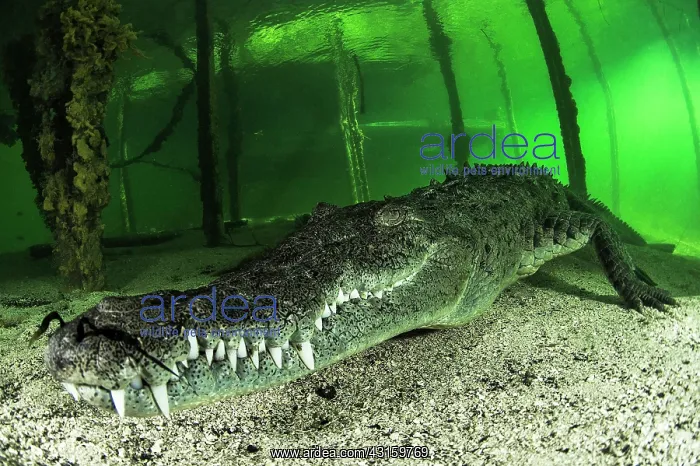 : Crocodylus acutus : Crocodylus acutus