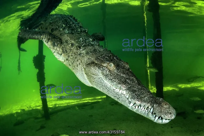 : Crocodylus acutus : Crocodylus acutus