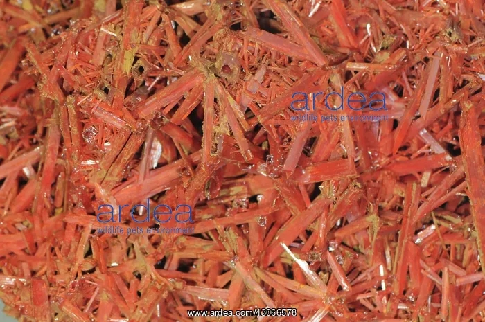 : Crocoite, a lead chromate mineral; from Dundas, Tasmania : Crocoite, a lead chromate mineral; from Dundas, Tasmania