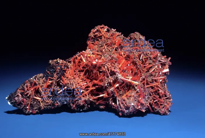 : Crocoite from Dundas, Tasmania : Crocoite from Dundas, Tasmania