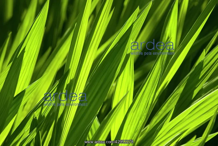  : Crocosmia