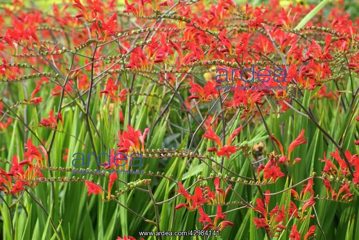 : Crocosmia : Crocosmia