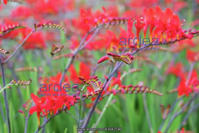 : Crocosmia, Crocosmia Lucifer : Crocosmia, Crocosmia Lucifer