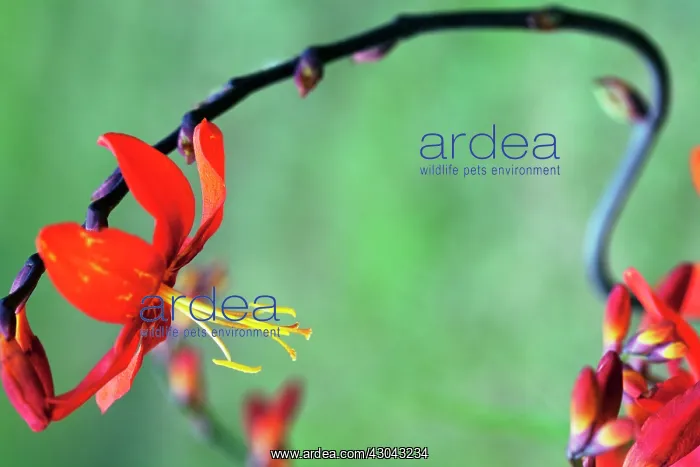 : Crocosmia : Crocosmia