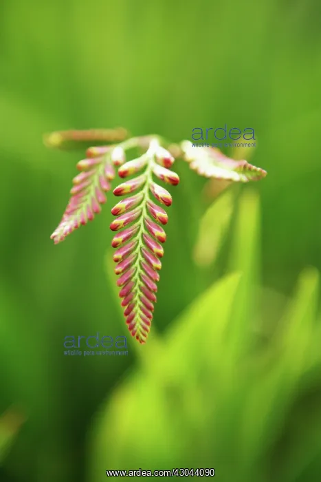 : Crocosmia : Crocosmia