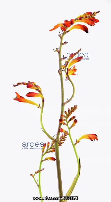 : Crocosmia, Crocosmia x crocosmiiflora Amberglow : Crocosmia, Crocosmia x crocosmiiflora Amberglow