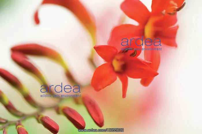  : Crocosmia, Crocosmia Lucifer