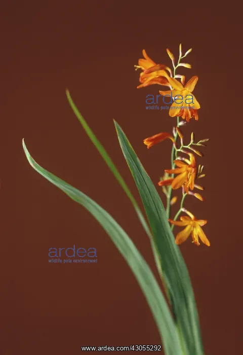  : Crocosmia
