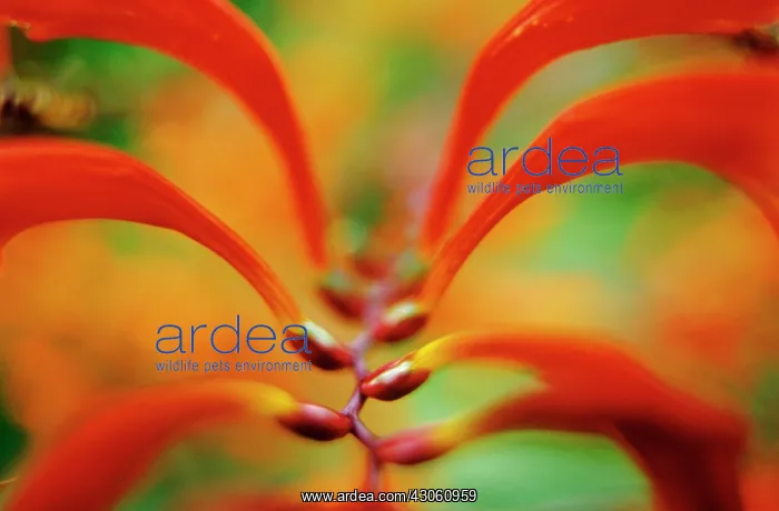 : Crocosmia. Crocosmia : Crocosmia. Crocosmia