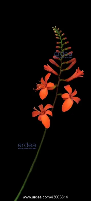 : Crocosmia. Crocosmia : Crocosmia. Crocosmia