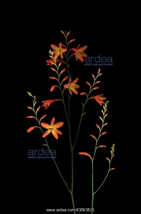 : Crocosmia. Crocosmia : Crocosmia. Crocosmia