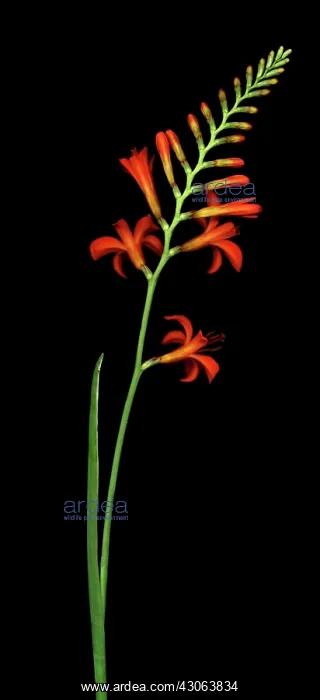 : Crocosmia. Crocosmia : Crocosmia. Crocosmia