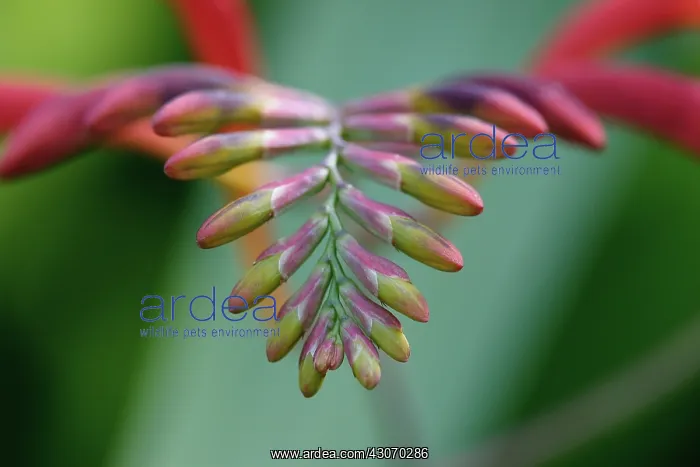 : Crocosmia. Crocosmia : Crocosmia. Crocosmia