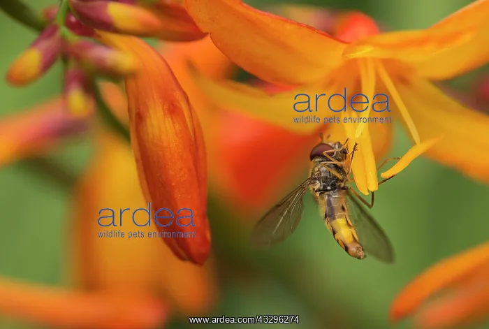 : Crocosmia, Crocosmia cultivar, Orange subject : Crocosmia, Crocosmia cultivar, Orange subject