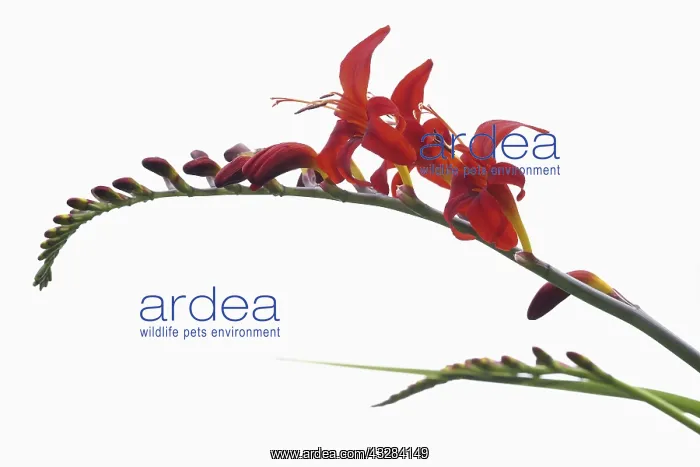  : Crocosmia, Crocosmia cultivar, Red subject, White