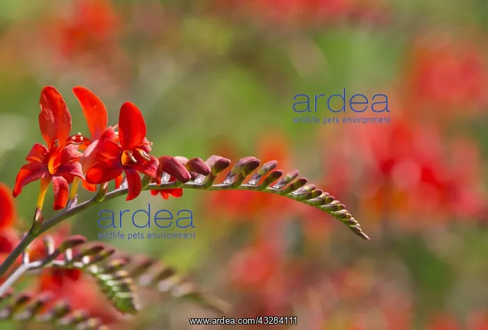 : Crocosmia, Crocosmia Lucifer, Red subject : Crocosmia, Crocosmia Lucifer, Red subject