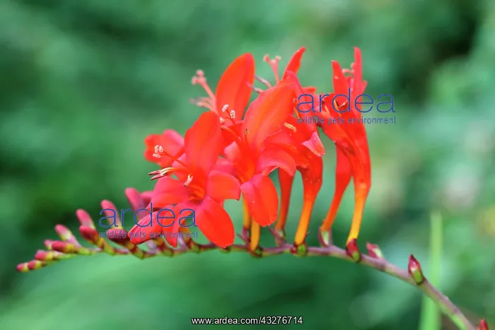 : Crocosmia, Crocosmia Lucifer, Red subject, Green : Crocosmia, Crocosmia Lucifer, Red subject, Green