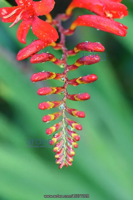 : Crocosmia, Crocosmia Lucifer, Red subject, Green : Crocosmia, Crocosmia Lucifer, Red subject, Green