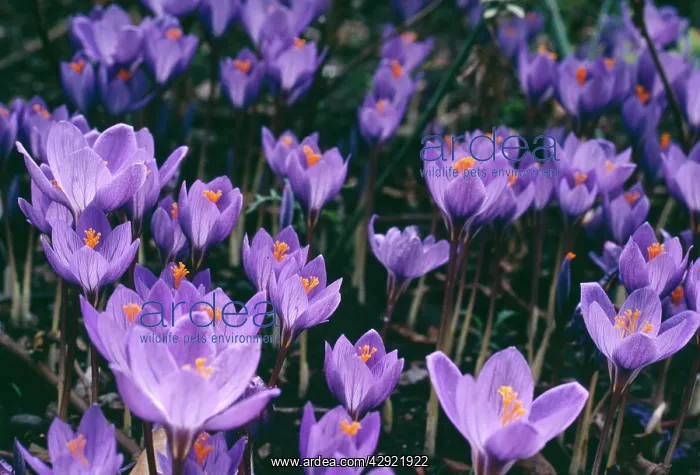 : CROCUS (Crocus speciosus)