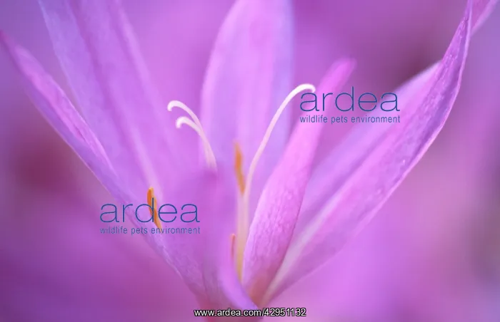 : Crocus, Autumn crocus, Colchicum autumnale : Crocus, Autumn crocus, Colchicum autumnale