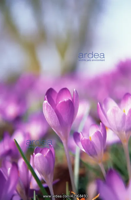 : Crocus, Crocus vernus : Crocus, Crocus vernus
