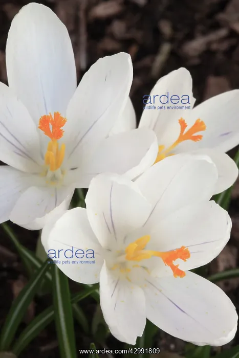 : Crocus vernus Jeanne d'Arc with white flowers with yellow centres : Crocus vernus Jeanne d'Arc with white flowers with yellow centres