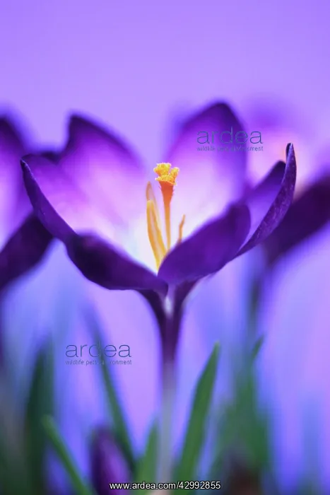  : Crocus, Crocus vernus