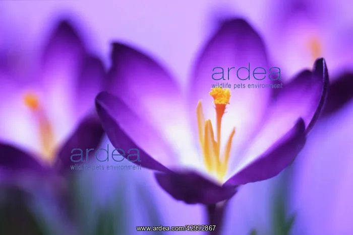 : Crocus, Crocus vernus : Crocus, Crocus vernus