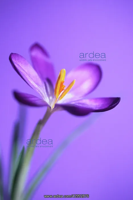 : Crocus, Crocus vernus : Crocus, Crocus vernus
