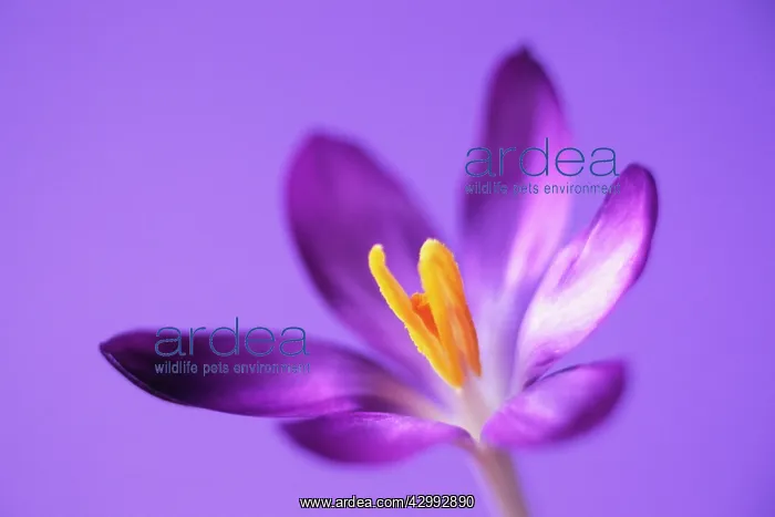 : Crocus, Crocus vernus : Crocus, Crocus vernus