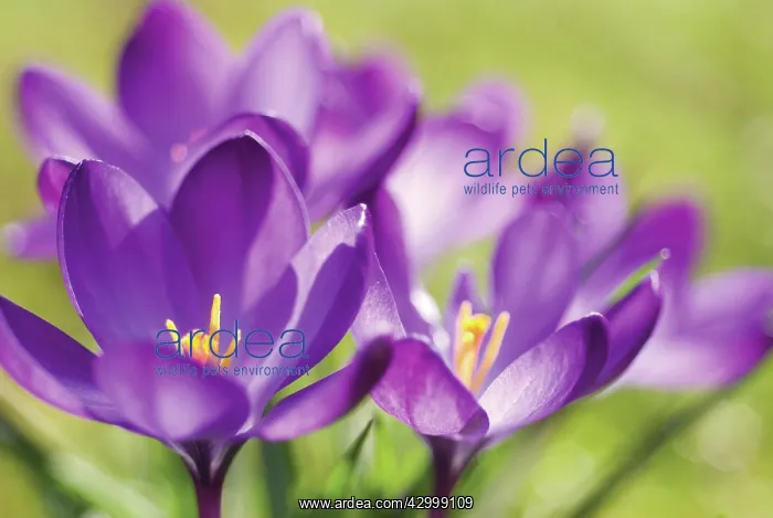  : Crocus, Crocus vernus