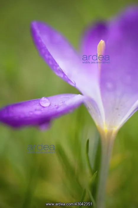 : Crocus, Crocus vernus : Crocus, Crocus vernus