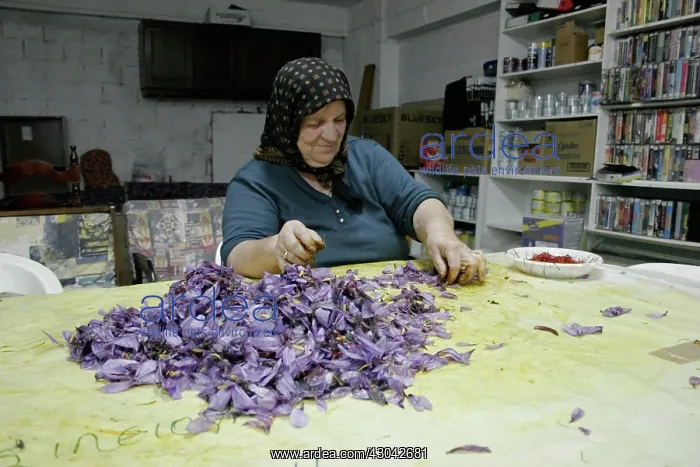 : Crocus, Crocus sativus, Saffron crocus : Crocus, Crocus sativus, Saffron crocus