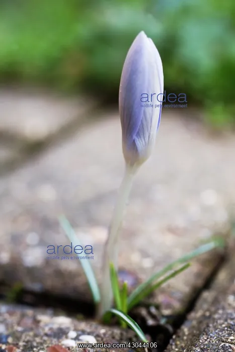  : Crocus, Crocus vernus