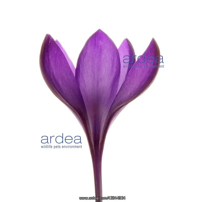 : Crocus, Crocus vernus : Crocus, Crocus vernus