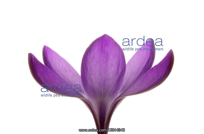 : Crocus, Crocus vernus : Crocus, Crocus vernus