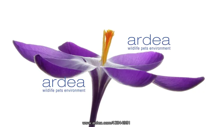  : Crocus, Crocus vernus
