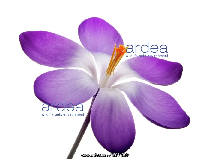 : Crocus, Crocus vernus : Crocus, Crocus vernus