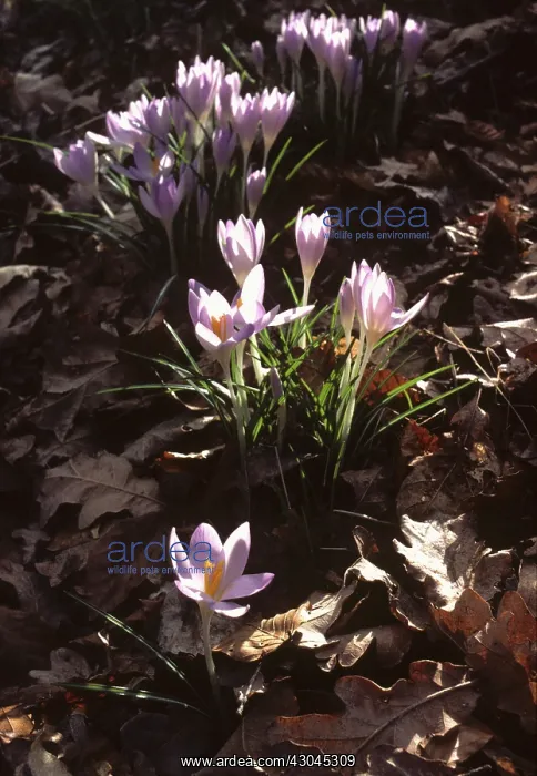 : Crocus, Crocus vernus Purpureus grandiflorus : Crocus, Crocus vernus Purpureus grandiflorus