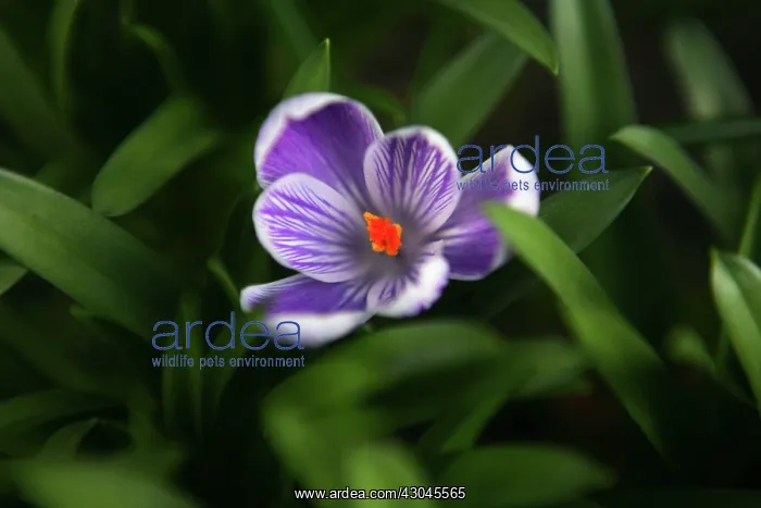 : Crocus, Crocus vernus Pickwick : Crocus, Crocus vernus Pickwick