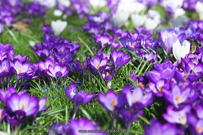 : Crocus vernus. Low angled view of naturalised Crocus growing amongst grass in public park : Crocus vernus. Low angled view of naturalised Crocus growing amongst grass in public park