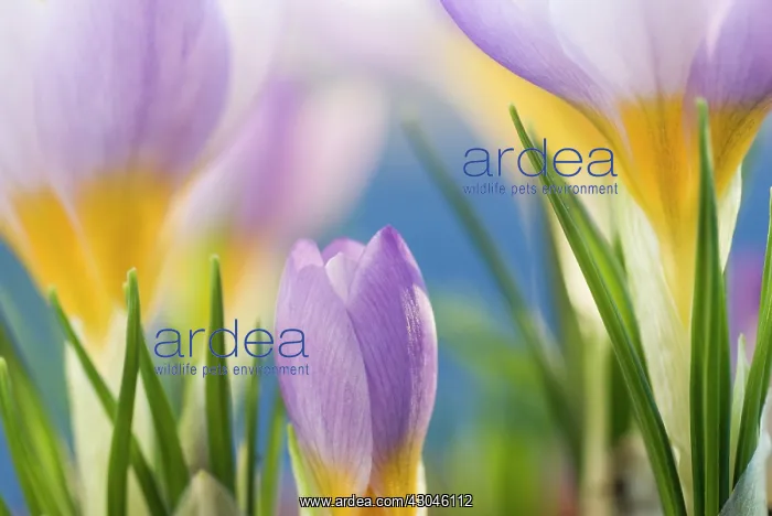 : Crocus, Crocus Firefly : Crocus, Crocus Firefly