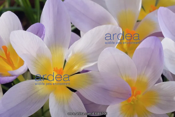  : Crocus, Crocus Firefly