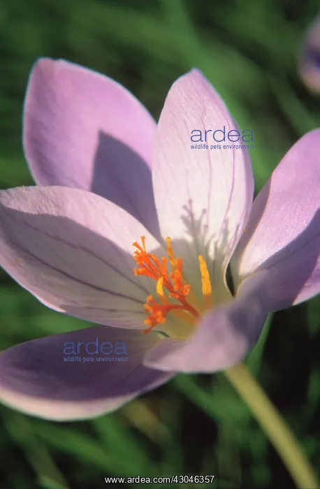 : Crocus, Autumn crocus, Colchicum : Crocus, Autumn crocus, Colchicum