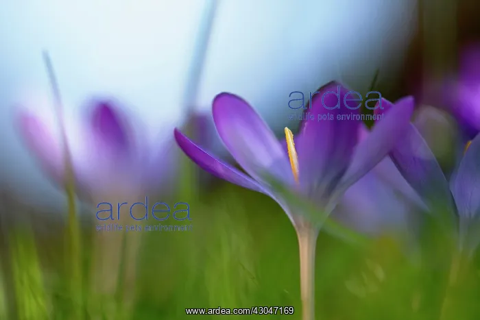 : Crocus. Group of growing Crocus tommasinianus Barrs purple. Selective focus : Crocus. Group of growing Crocus tommasinianus Barrs purple. Selective focus