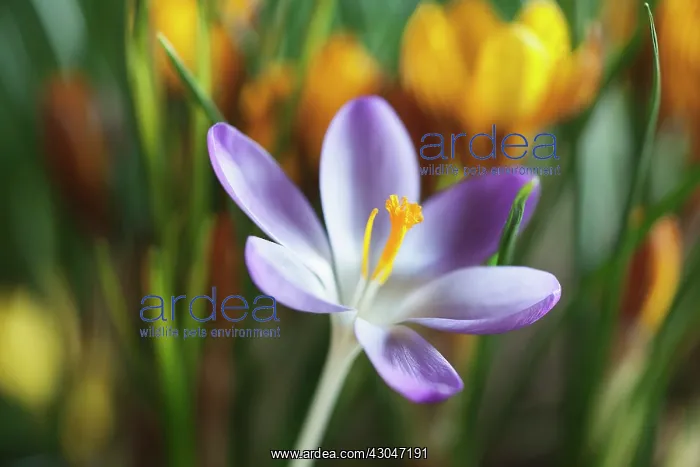 : Crocus tommasinianus Barrs purple. Single flower : Crocus tommasinianus Barrs purple. Single flower