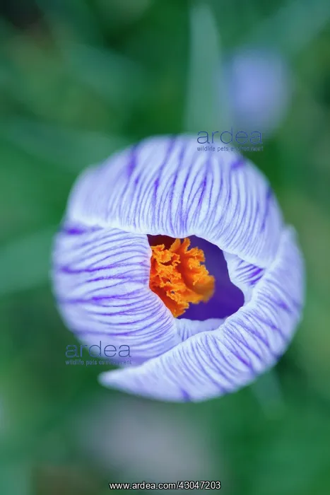 : Crocus vernus. View from above into opening Crocus with bright orange stamen : Crocus vernus. View from above into opening Crocus with bright orange stamen